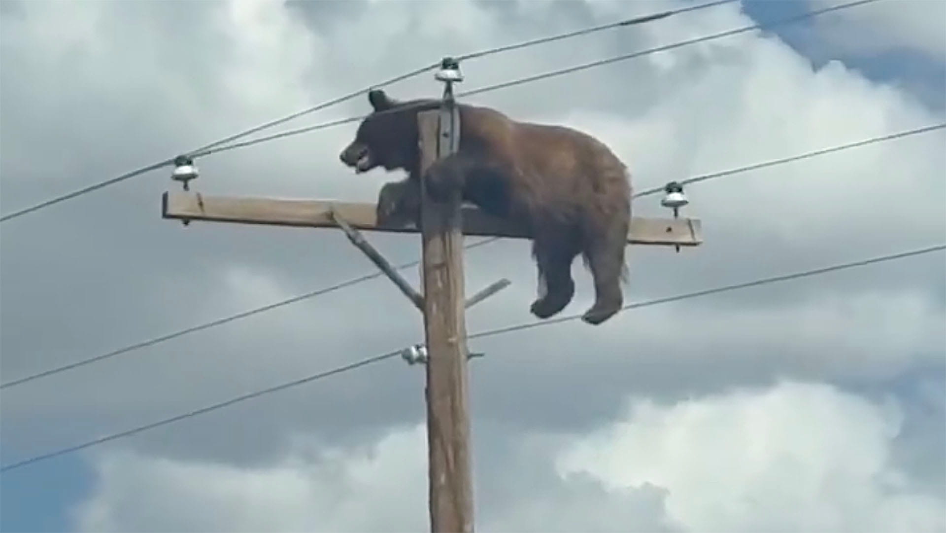Bear stranded atop NM utility pole meets grisly end
